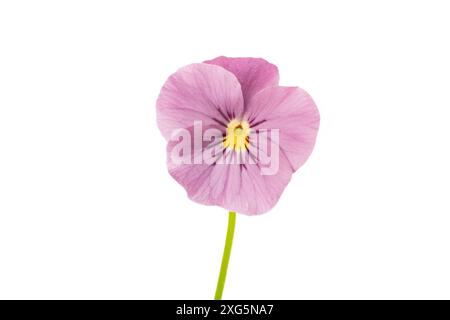 Viola cornuta isoliert auf weißem Hintergrund Stockfoto