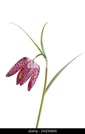 Die Blüten der Karottenlilie (Fritillaria meleagris) auf weißem Hintergrund Stockfoto