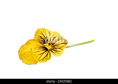 Viola cornuta isoliert auf weißem Hintergrund Stockfoto