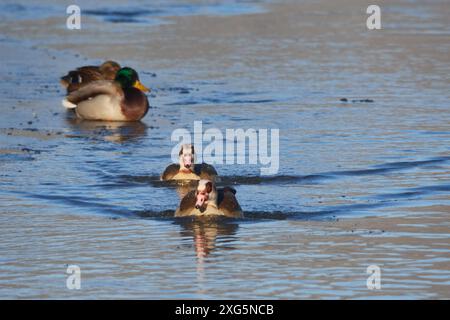 Ägyptische Gänse im Winter in sachsen Stockfoto