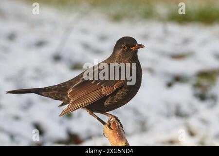 Junge männliche Amsel (Turdus merula). Blackbird im Winter, jährlich Stockfoto