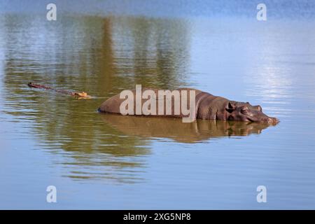 Nilpferd und Krokodil in einem Wasserloch im Krüger-Nationalpark Stockfoto