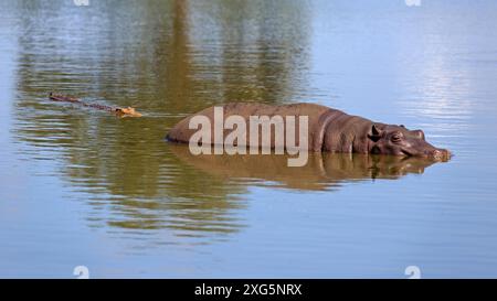 Nilpferd und Krokodil in einem Wasserloch im Krüger-Nationalpark Stockfoto