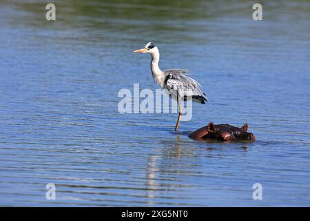 Ein grauer Reiher, der auf einem Nilpferd surft Stockfoto