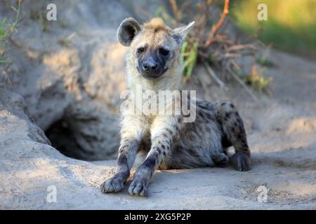 Ein Hyänenwelpe sitzt vor der Höhle Stockfoto