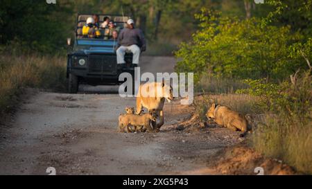 Safari-Fahrzeuge auf einer Schotterpiste vor einem Stolz von Löwen Stockfoto