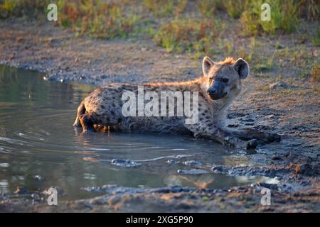 Gefleckte Hyäne, die sich in einem Wasserloch in der Motswari Game Lodge in Südafrika abkühlt Stockfoto