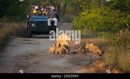 Safari-Fahrzeuge auf einer Schotterpiste vor einem Stolz von Löwen Stockfoto