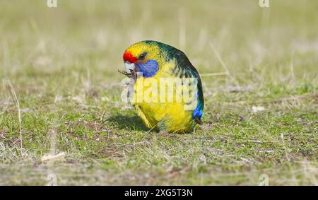 Endemischer tasmanischer Papagei Green rosella auf Grasland bei Sonnenschein in Kingston, Hobart, Tasmanien, Australien Stockfoto