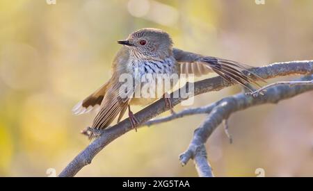 Tasmanian Brown Thornbill (Acanthiza pusilla) Einzelvogel, der bei Morgensonne auf einem Ast thront, Hobart, Tasmanien, Australien Stockfoto