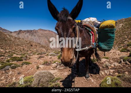 Porter Maultier auf dem Pass, Timaratine, MGoun Trek, Atlasgebirge, marokko Stockfoto