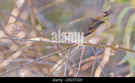 Tasmanian Brown Thornbill (Acanthiza pusilla) Einzelvogel, der bei Morgensonne auf einem Ast thront, Hobart, Tasmanien, Australien Stockfoto