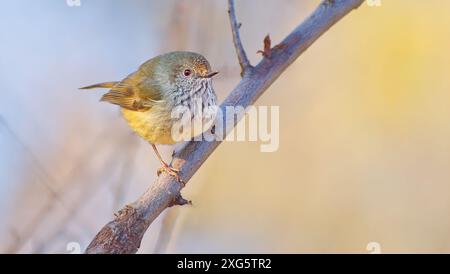 Tasmanian Brown Thornbill (Acanthiza pusilla) Einzelvogel, der bei Morgensonne auf einem Ast thront, Hobart, Tasmanien, Australien Stockfoto