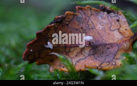 Makronahmebild winziger Hymenoscyphus berggrenii-Pilze im Regenwald von Hobart, Tasmanien, Australien Stockfoto