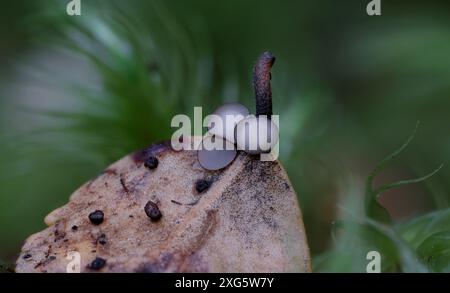 Makronahmebild winziger Hymenoscyphus berggrenii-Pilze im Regenwald von Hobart, Tasmanien, Australien Stockfoto