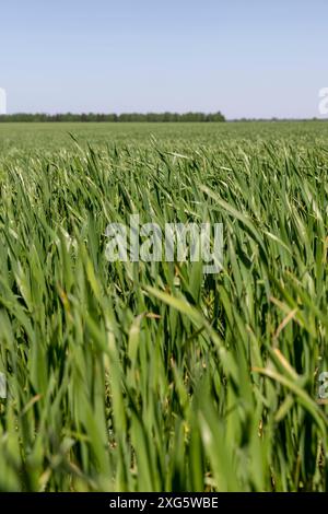 Grünes Weizengras auf einem Feld im Frühjahr, Monokulturfeld mit Weizennaht bei sonnigem Wetter Stockfoto