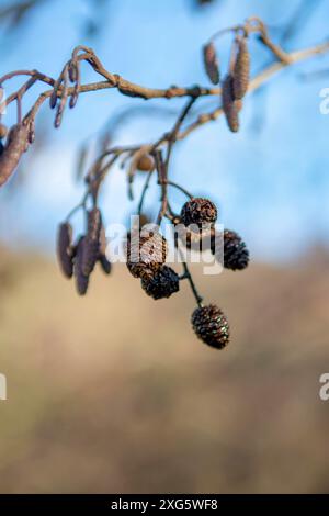 Europäische Erle (Alnus glutinosa), auch bekannt als Gemeine, Schwarze oder Europenerle. Hängende männliche Blütenstände und reife Kegel Stockfoto