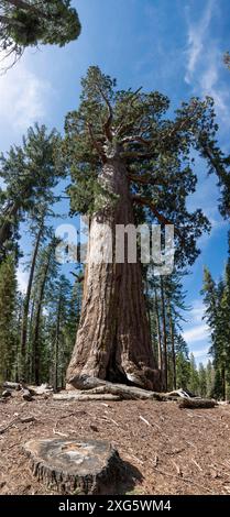 Grizzly Giant in Mariposa Groce, Yosemite-Nationalpark, Kalifornien, USA Stockfoto