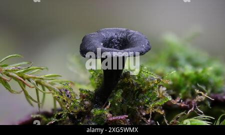 Makroaufnahme von Tiny Black Tacks Lanzia lanaripes Pilze im Regenwald von Hobart, Tasmanien, Australien Stockfoto