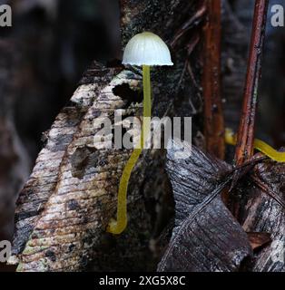 Makroaufnahme von winzigen Mycena epipterygia Gelbbeinpilzen im Regenwald von Hobart, Tasmanien, Australien Stockfoto