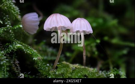 Makronahmebild winziger weißer Mycena-Pilze im Regenwald von Hobart, Tasmanien, Australien Stockfoto