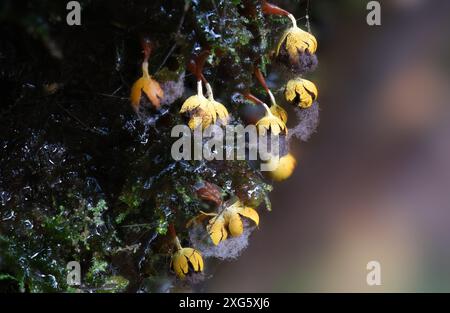 Makroaufnahme eines kleinen Physarum viride Schleimpilzes sporangia im Regenwald am Mount Wellington, Hobart, Tasmanien, Australien Stockfoto