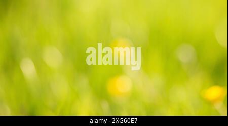 Weicher, verwischter gelb-grüner Hintergrund, Frühling- und Sommersaison, Pastellfarben, defokussierte abstrakte Textur, Grußkarte Stockfoto