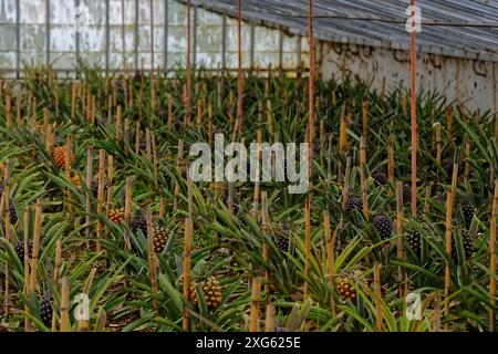 Ein Gewächshaus mit dicht bepflanzten Ananasreihen unter einem Glasdach. Die Atmosphäre ist ruhig und nah an der Natur, Ananasplantage Plantacao Stockfoto