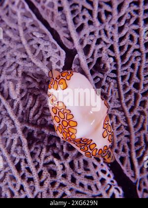 Nahaufnahme einer Flamingozungenschnecke (Cyphoma gibbosum), die auf einem purpurroten Seefächer (Gorgonia ventalina) ruht. Tauchplatz John Pennekamp Coral Reef Stockfoto