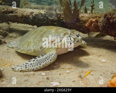 Die Karettschildkröte (Eretmochelys imbricata imbricata) liegt ruhig auf dem Sandboden neben Korallen am Wrack des Benwood. Tauchplatz John Stockfoto