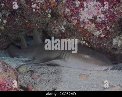 Atlantischer Ammenhai (Ginglymostoma cirratum), der in einer Unterwasserhöhle auf einem Sandboden ruht. Tauchplatz John Pennekamp Coral Reef State Park, Key Stockfoto