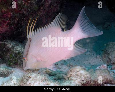 Weißfische mit langen Rückenflossen, Stachelfische (Lachnolaimus maximus) auf der Suche nach Nahrung auf dem Sandboden. Tauchplatz John Pennekamp Coral Reef State Stockfoto