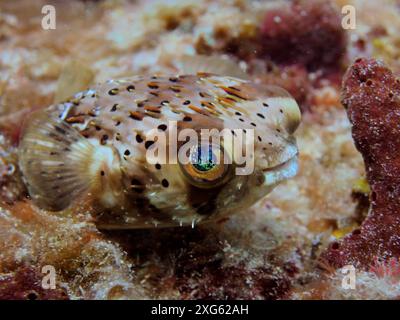 Kleiner Kugelfisch mit blauem Fleckauge, brauner Fleckenschwein (Diodon holocanthus), auf Korallen. Tauchplatz Kindergarten, Pompano Beach, Florida, USA Stockfoto