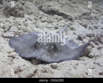 Der südliche Stachelrochen (Hypanus americanus) liegt ruhig auf dem Sandboden. Tauchplatz John Pennekamp Coral Reef State Park, Key Largo, Florida Keys Stockfoto