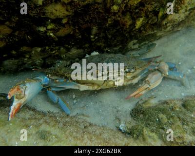 Die Blaue Krabbe (Callinectes sapidus) bedroht mit ihren Zangen auf dem Meeresboden. Tauchplatz John Pennekamp Coral Reef State Park, Key Largo, Florida Stockfoto