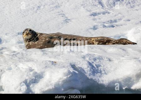 Weddell SEAL, Melchior Island, Antarktis, Sonntag, 19. November, 2023. Foto: David Rowland / One-Image.com Stockfoto