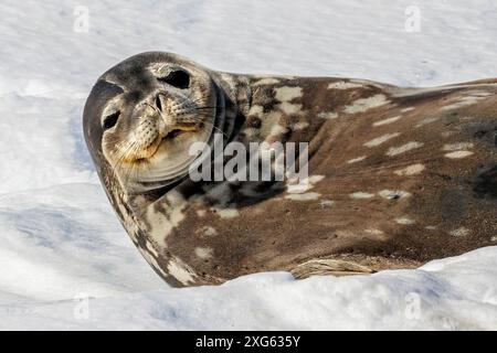 Weddell SEAL, Melchior Island, Antarktis, Sonntag, 19. November, 2023. Foto: David Rowland / One-Image.com Stockfoto