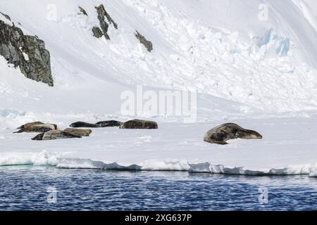 Wendell und Crabeater Seals, Melchior Island, Antarktis, Sonntag, 19. November, 2023. Foto: David Rowland / One-Image.com Stockfoto