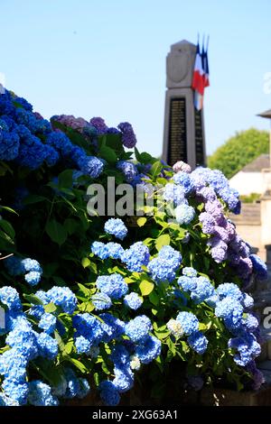 Hortensie blühen im Frühsommer. Blumen und Wohnumfeld. Limousin, Frankreich, Europa. Foto: Hugo Martin/Alamy. Stockfoto