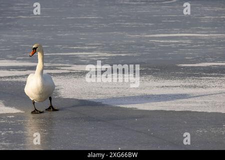 Weiße Schwäne auf einem eisbedeckten Fluss im Winter wandern hungrige weiße Schwäne auf dem Eis eines gefrorenen Flusses Stockfoto