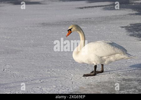 Weiße Schwäne auf einem eisbedeckten Fluss im Winter wandern hungrige weiße Schwäne auf dem Eis eines gefrorenen Flusses Stockfoto