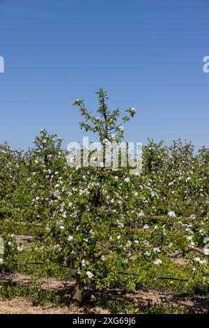 apfelbäume, die im Frühjahr mit weißen Blüten blühen, ein Obstgarten mit weiß blühenden Apfelbäumen auf blauem Himmel Stockfoto