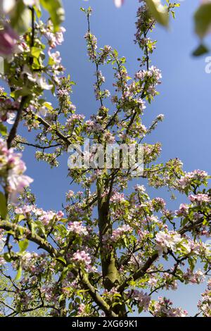 Wunderschöne rosa Apfelblüten auf blauem Himmel Hintergrund, schöner blühender Apfelgarten im Frühling Stockfoto