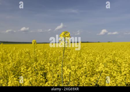 Gelb blühender Raps auf dem Feld, eine Rapsmonokultur während der Blüte mit gelben Blüten Stockfoto