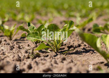 Junge Zuckerrüben auf dem Feld im Frühjahr, ein Feld mit weißer Rübe für die Erzeugung von Weißrübenzucker Stockfoto