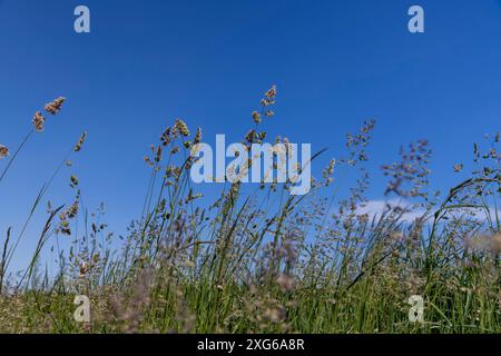 Grünes Gras mit Quasten auf blauem Himmel, hohes Gras im Sommer Stockfoto