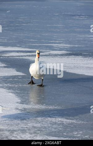Weiße Schwäne auf einem eisbedeckten Fluss im Winter wandern hungrige weiße Schwäne auf dem Eis eines gefrorenen Flusses Stockfoto