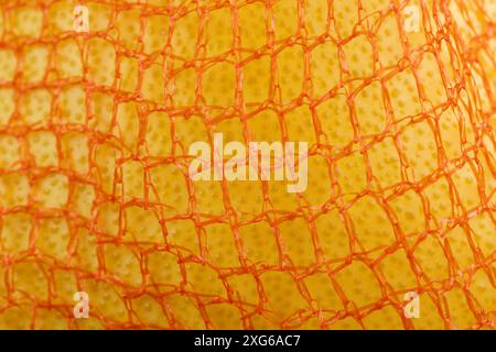 Reife Pomelo verpackt in einem orangen Netz, reife Zitrusfrüchte verpackt zur Lagerung Stockfoto