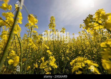 Gelb blühender Raps auf dem Feld, eine Rapsmonokultur während der Blüte mit gelben Blüten Stockfoto