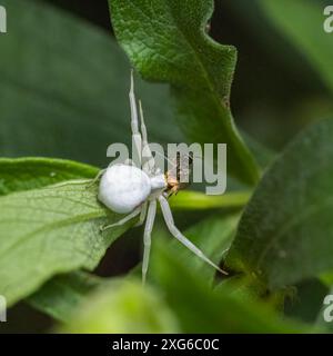 Krabbenspinne, Misumena vatia, eine Spinne, die im Frühling eine Fliege isst Stockfoto